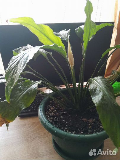 Спацифиллум