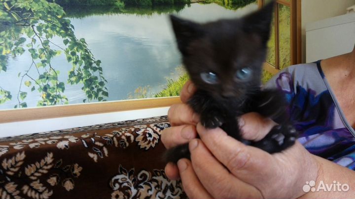 Котята бесплатно