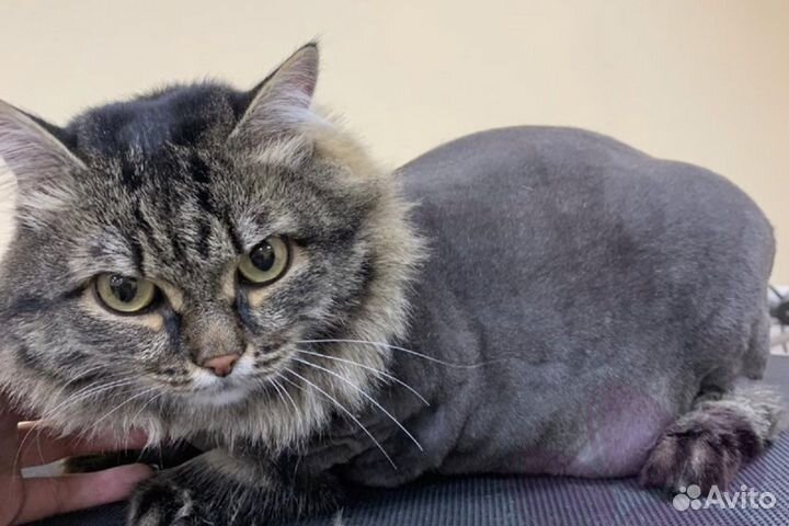 Груменг кошек Грумир подстричь кота кошку