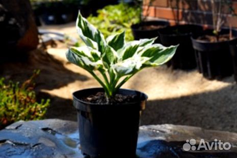 Хостаканадианблю саженцы