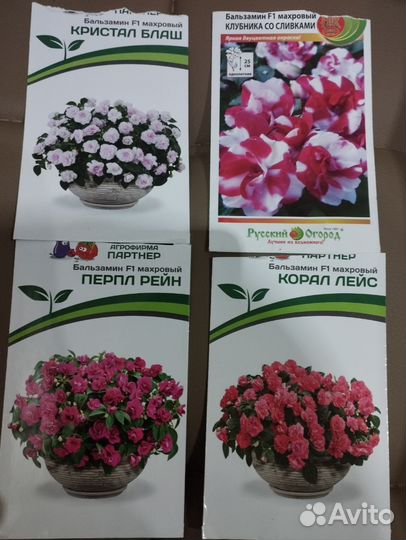 Рассада цветов