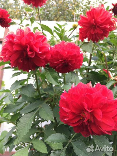 Клубни Георгинов красных, бордовых