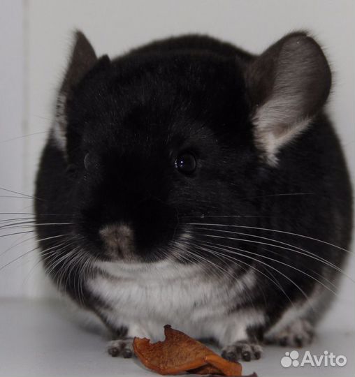 Шиншилла Чёрный жемчуг