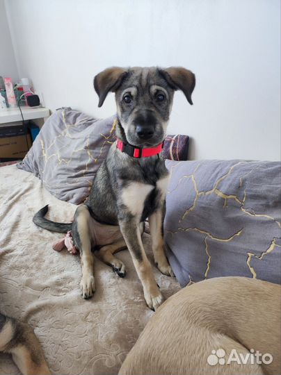 Метис шарпея