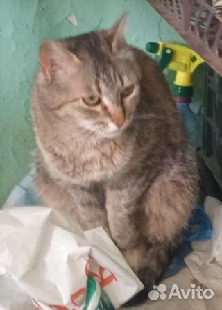 Кошечка стерилизованная