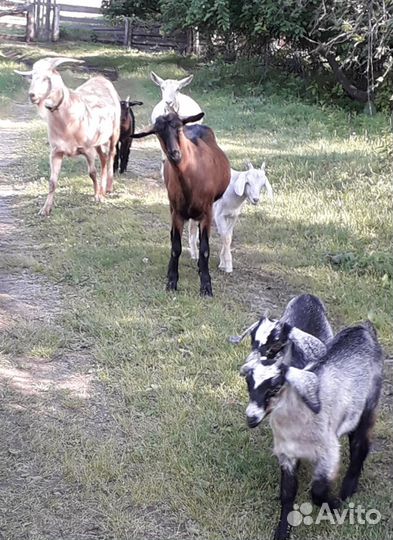 Козы козлята козлы