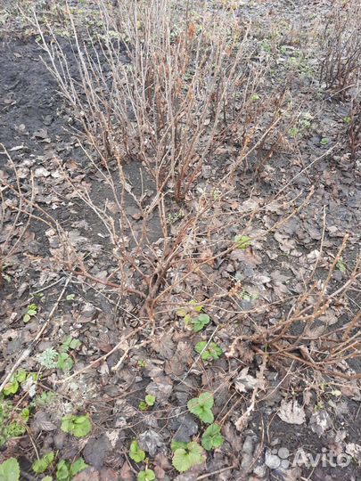 Саженцы черной смородины