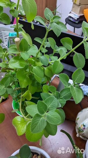 Плектрантус мята