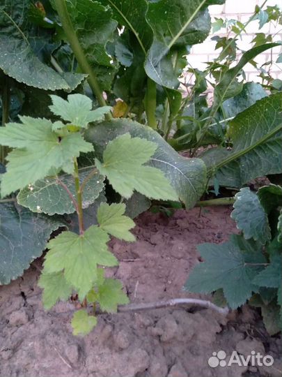 Черная смородина