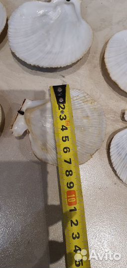 Раковины морские гребешки