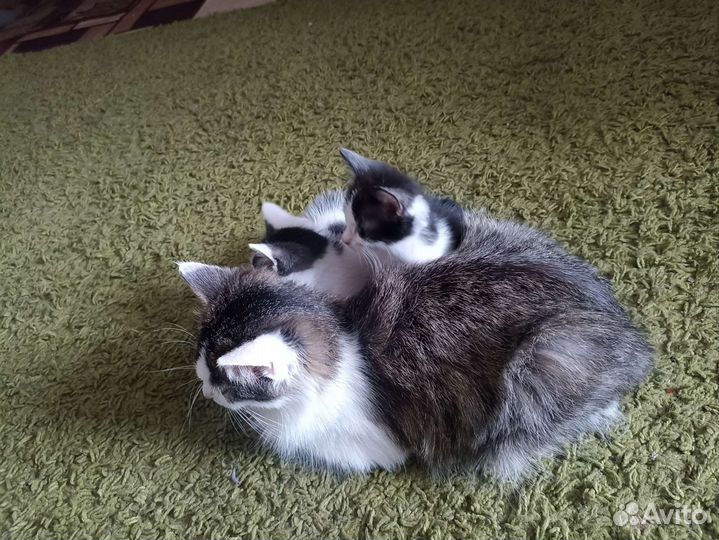 Котята в добрые руки