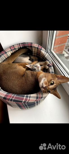 Абиссинский кот