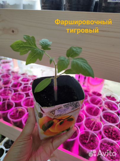 Рассада томатов необычных,зелёных,чёрных целебных