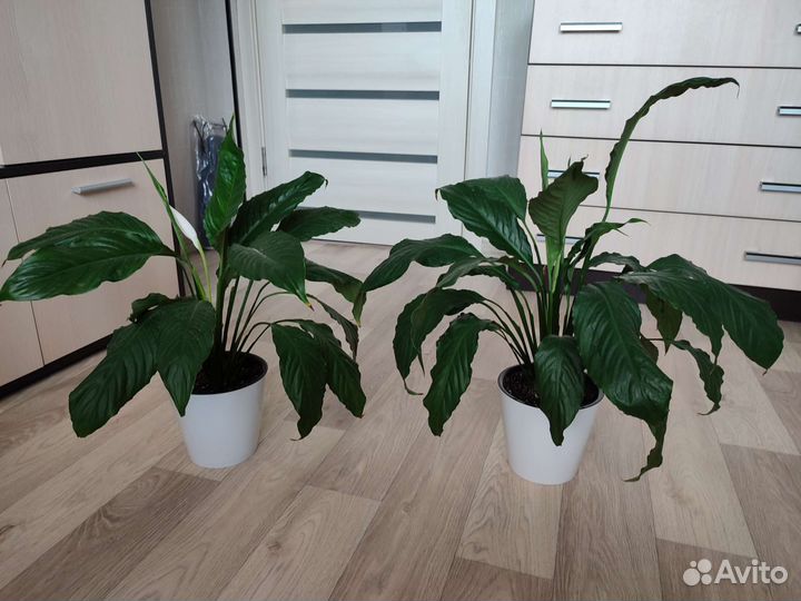 Спатифиллум