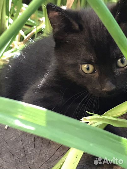 Котенок мальчик черный