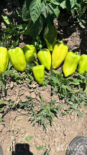 Перец болгарский оптом