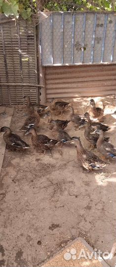 Утки подсадные для охоты