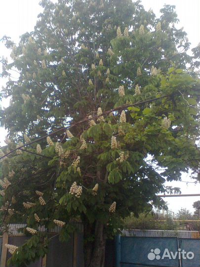 Каштаны саженцы