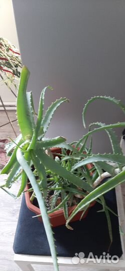 Алоэ столетник