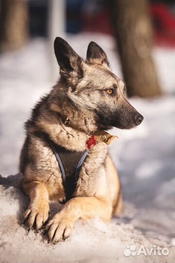 Овчарка метис Реми в дар волчонок