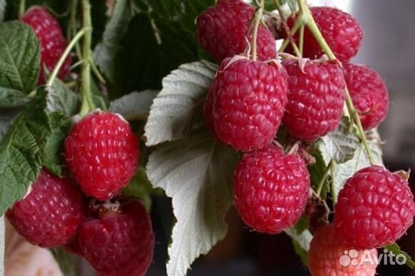 Ремонтантная малина