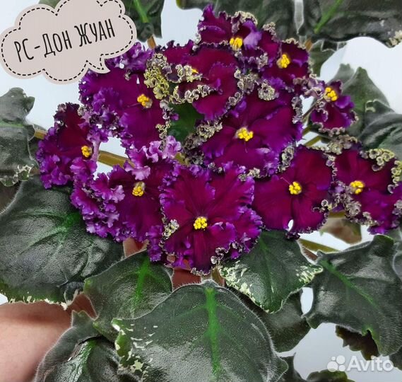 Сортовые фиалки