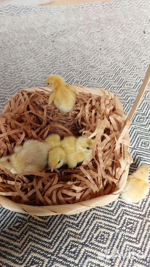 Перепелята