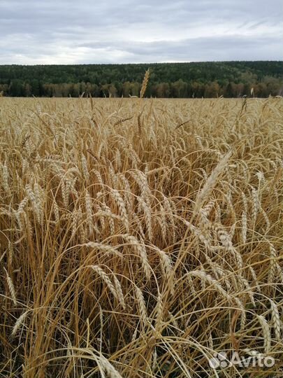 Продам пшеницу