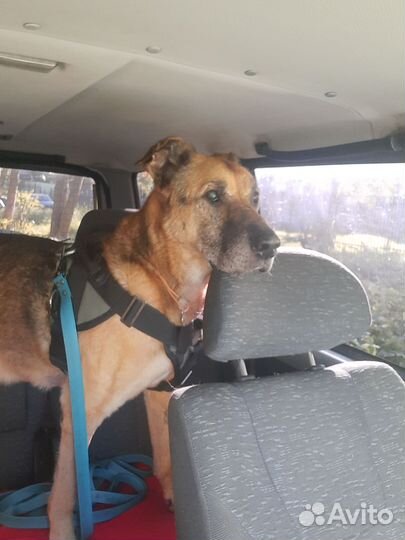 Перевозка животных