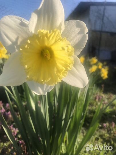 Луковицы нарциссов