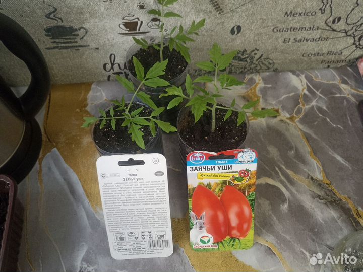 Рассада помидор. Заячьи уши