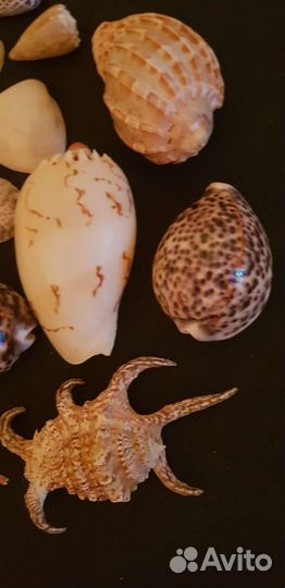 Морские ракушки и шишки