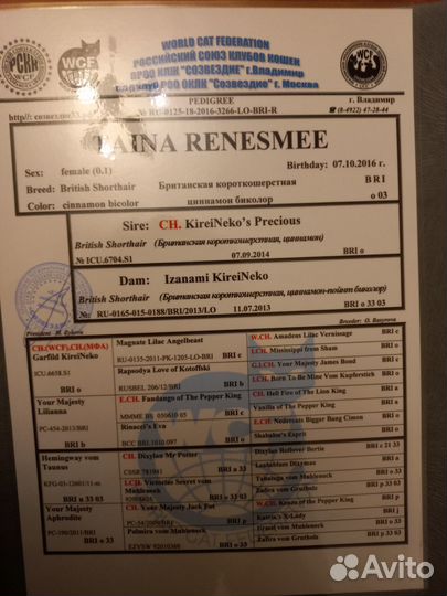 Британская кошка