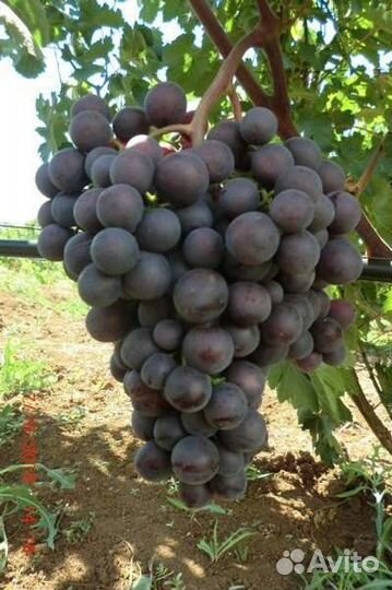 Виноград 