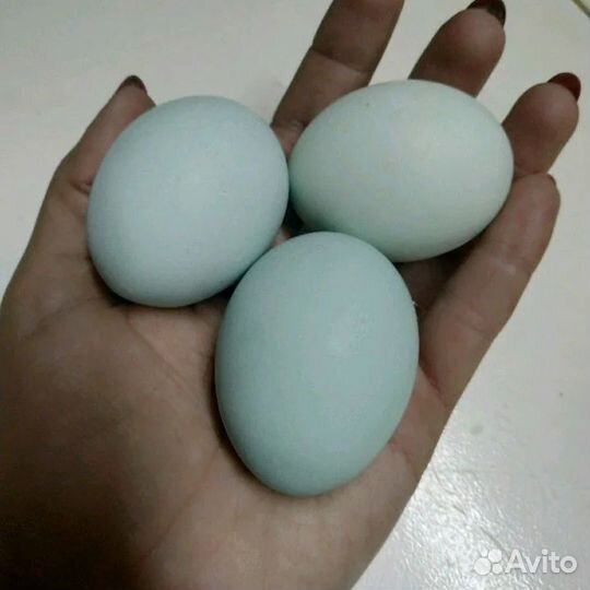 Инкубационное яйцо Ухейилюй, цыпы