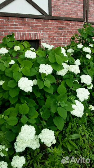 Гортензия древовидная Анабель