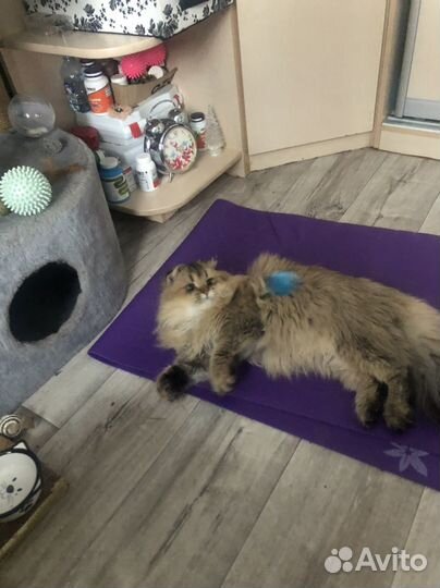 Шотландский кот вязка