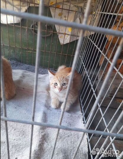 Рыжий котенок