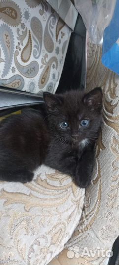 Котята в дар бесплатно