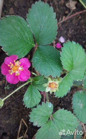 Многолетники