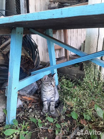 Котёнок девочка