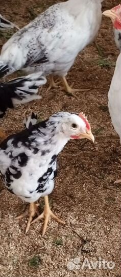 Молодые петушки