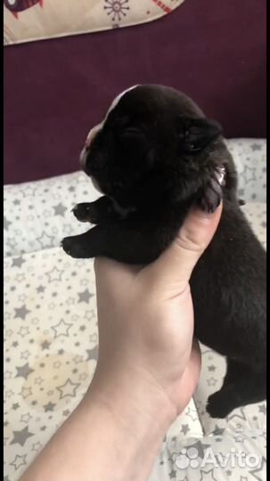 Экзот мальчик и булли