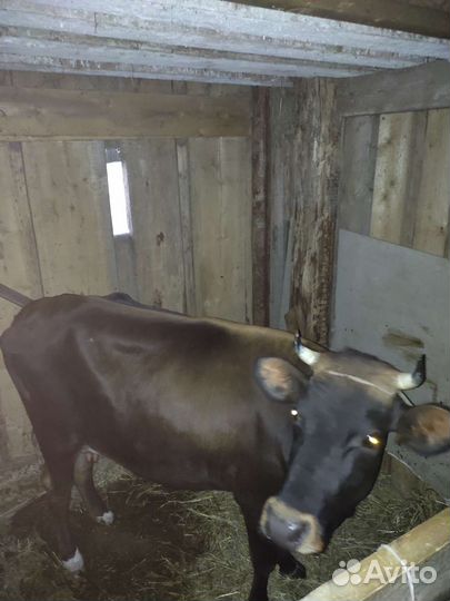 Корова дойная