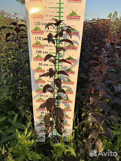 Декоративная яблоня Роялти краснолистная