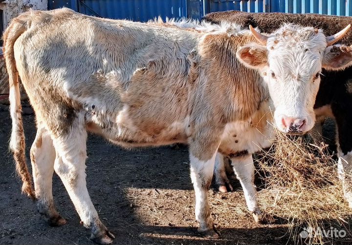 Коровы телки