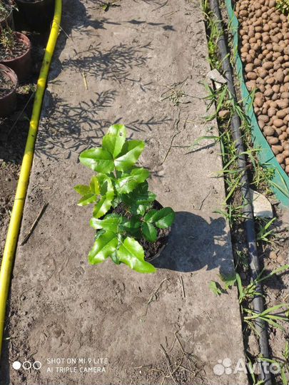 Магония падуболистная