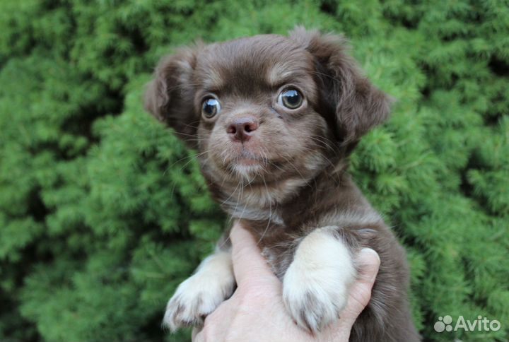 Длинношерстная шоколадная девочка чихуахуа