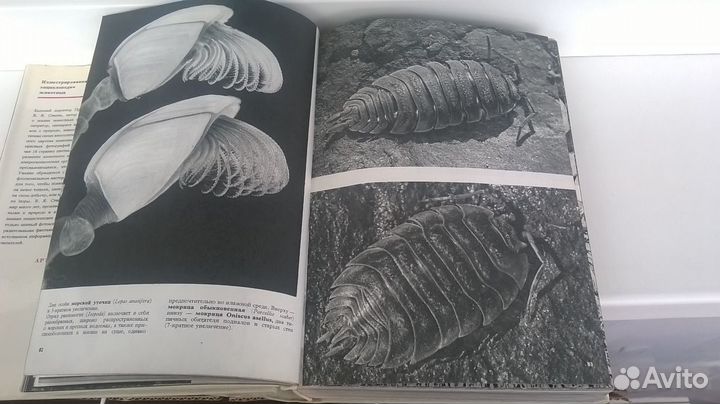 Иллюстрированная энциклопедия животных Станек В