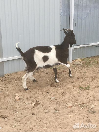 Продам козу